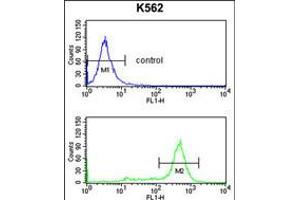 Flow cytometry analysis of K562 cells (bottom histogram) compared to a negative control cell (top histogram). (IL1RAPL2 Antikörper  (AA 372-401))