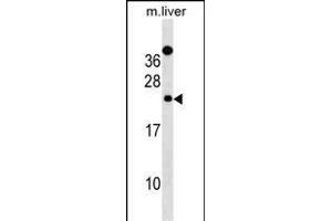 Mouse Derl2 Antibody (C-term) (ABIN1536818 and ABIN2838316) western blot analysis in mouse liver tissue lysates (35 μg/lane).