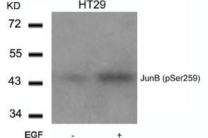 Western blot analysis of extracts from HT29 cells untreated or treated with EGF using JunB(Phospho-Ser259) Antibody. (JunB Antikörper  (pSer259))