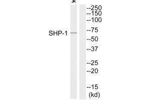 Western blot analysis of extracts from Jurkat cells, using SHP-1 (Ab-564) antibody. (MSK1 Antikörper  (C-Term))
