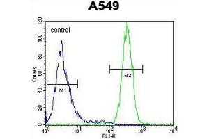 SYNCI Antibody (N-term) flow cytometric analysis of A549 cells (right histogram) compared to a negative control cell (left histogram). (Syncoilin Antikörper  (N-Term))