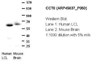 Image no. 2 for anti-Chaperonin Containing TCP1, Subunit 8 (Theta) (CCT8) (C-Term) antibody (ABIN2782379) (CCT8 Antikörper  (C-Term))