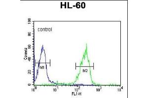 GZMB Antibody (N-term) (ABIN390495 and ABIN2840854) flow cytometric analysis of HL-60 cells (right histogram) compared to a negative control cell (left histogram). (GZMB Antikörper  (N-Term))