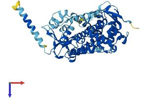 Protein Structure (PS) image for Cytochrome P450, Family 2, Subfamily D, Polypeptide 11 (CYP2D11) (AA 1-504) protein (His tag) (ABIN7562997)