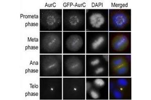 Immunofluorescence staining of HeLa cells expressing GFP-Aurora-C is performed at different cellular mitotic stages with A) Aurora-C antibody, B) GFP fluorescence, C) DAPI nuclear staining, and D) anti-Aurora-C merged to DAPI staining. (Aurora Kinase C Antikörper  (AA 1-30))