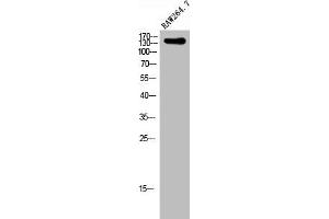 Western Blot analysis of RAW264. (SHANK2 Antikörper  (Internal Region))