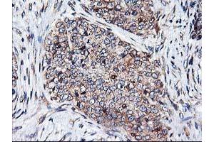 Image no. 5 for anti-Heme Oxygenase (Decycling) 2 (HMOX2) antibody (ABIN1498691) (HMOX2 Antikörper)