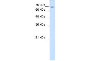 USP48 antibody used at 1 ug/ml to detect target protein. (USP48 Antikörper  (C-Term))