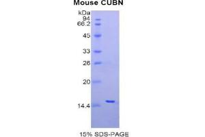 SDS-PAGE analysis of Mouse Cubilin Protein.