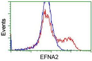 Flow Cytometry (FACS) image for anti-Ephrin A2 (EFNA2) antibody (ABIN1497955) (Ephrin A2 Antikörper)