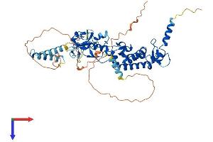 DEF8 Protein (AA 1-512) (His tag)