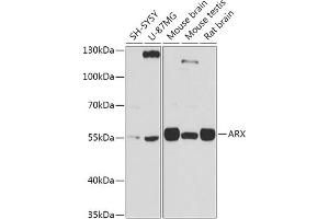 Western blot analysis of extracts of various cell lines, using ARX antibody (ABIN7265673) at 1:1000 dilution. (Arx Antikörper  (C-Term))