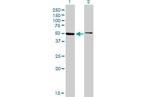 Western Blotting (WB) image for anti-Hepatocyte Nuclear Factor 4, alpha (HNF4A) (AA 324-423) antibody (ABIN561308)