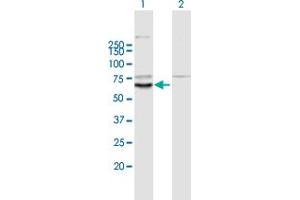 Western Blot analysis of KLHL10 expression in transfected 293T cell line by KLHL10 MaxPab polyclonal antibody. (KLHL10 Antikörper  (AA 1-608))