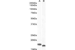 Western Blotting (WB) image for anti-Ionized Calcium-binding Adapter Molecule 1 (IBA1) (C-Term) antibody (ABIN184738)