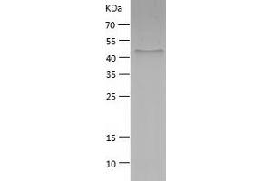 BPIFA1 Protein (AA 21-256) (His-IF2DI Tag)