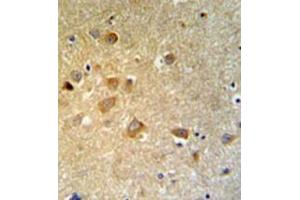 Immunohistochemistry analysis in formalin fixed and paraffin embedded brain tissue reacted with GTSE1 Antibody (C-term) followed which was peroxidase conjugated to the secondary antibody and followed by DAB staining. (GTSE1 Antikörper  (C-Term))