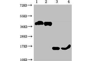 Western Blot Positive WB detected in: 1-2 lanes: 293F whole cell lysate transfected with BCMA, 3-4 lane: Recombinant proteins with BCMA All lanes: TNFRSF17 antibody at 1:1000 Secondary Goat polyclonal to mouse IgG at 1/50000 dilution Predicted band size: 40, 15 KDa Observed band size: 40, 15 KDa Exposure time:10 min (BCMA Antikörper  (AA 1-54))