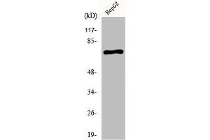 Western Blotting (WB) image for anti-Potassium Voltage-Gated Channel, Shaw-Related Subfamily, Member 2 (KCNC2) (C-Term) antibody (ABIN7185082)