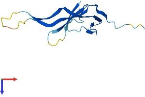 CHTF8 Protein (AA 1-121) (His tag)