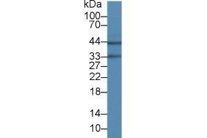 Western Blotting (WB) image for anti-Aquaporin 4 (AQP4) (AA 178-317) antibody (ABIN7428122)