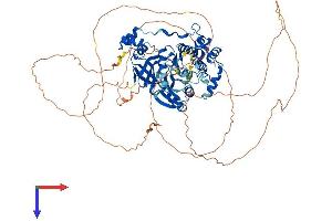 MARK2 Protein (AA 1-776) (His tag)