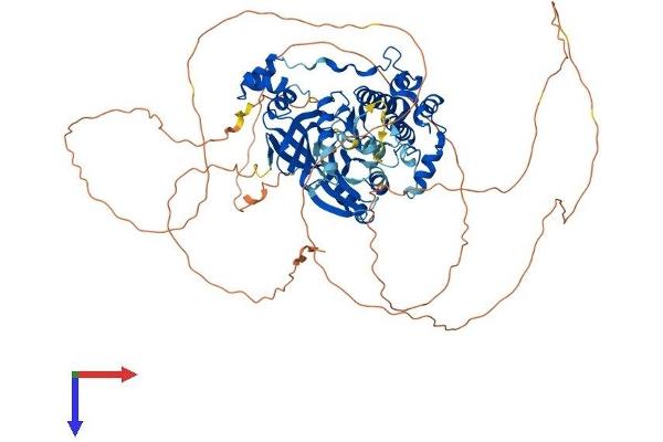 MARK2 Protein (AA 1-776) (His tag)