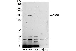 anti-BMS1 Homolog, Ribosome Assembly Protein (BMS1) (AA 1232-1282) antibody