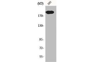 Western Blot analysis of 293 cells using Endo180 Polyclonal Antibody (MRC2 Antikörper  (N-Term))