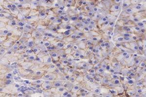 Immunohistochemistry analysis of paraffin-embedded mouse pancreas using,CMTM3 (ABIN7073510) at dilution of 1: 4000