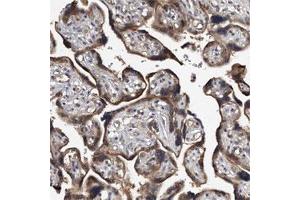 Immunohistochemical staining of human placenta shows strong cytoplasmic positivity in trophoblastic cells. (JAG2 Antikörper)