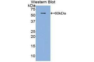 Western Blotting (WB) image for anti-Fibrous Sheath Interacting Protein 1 (FSIP1) (AA 55-287) antibody (ABIN1858922) (FSIP1 Antikörper  (AA 55-287))