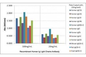 ELISA of human immunoglobulins shows recombinant Human Ig Light Chains antibody reacts to both kappa and lambda light chains of human immunoglobulins.