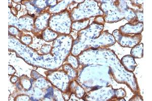 Formalin-fixed, paraffin-embedded human Placenta stained with CD71 Monoclonal Antibody (TFRC/1818). (Transferrin Receptor Antikörper  (AA 94-212))