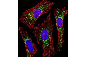 Fluorescent image of Hela cells stained with CYC1 Antibody . (Cytochrome C1 Antikörper  (AA 142-176))