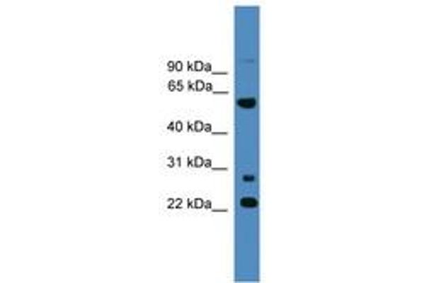 MNS1 Antikörper  (AA 91-140)