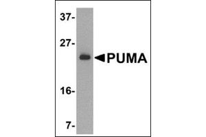 Western blot analysis of PUMA expression in K562 cell lysate with PUMAat 2 μg /ml. (PUMA Antikörper  (N-Term))