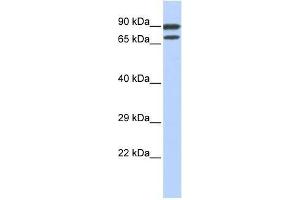 ZNF583 antibody used at 0. (ZNF583 Antikörper  (N-Term))