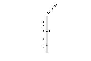 IFNB1 recombinant protein cell lysate at 20 µg per lane, probed with bsm-51383M IFNB1 (1394CT509. (IFNB1 Antikörper)