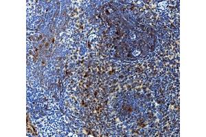 anti-Interleukin 15 (IL15) (AA 70-162) antibody