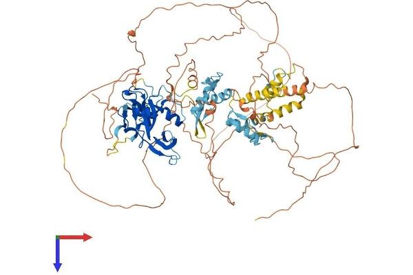 PRDM1 Protein (AA 1-825) (His tag)