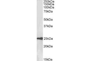 ABIN571149 (0. (WFDC2 Antikörper  (AA 29-43))