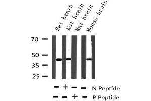Western blot analysis of Phospho-MEK1 (Thr291) expression in various lysates (MEK1 Antikörper  (pThr292))