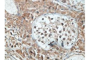 IHC analysis of formalin-fixed paraffin-embedded human testis tissue with membrane staining, using SNTG2 antibody (1/100 dilution). (SNTG2 Antikörper  (AA 143-324))