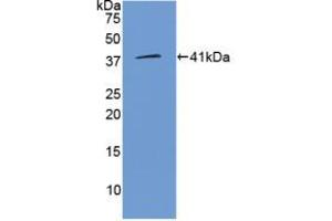 Western blot analysis of recombinant Human WNT3A. (WNT3A Antikörper  (AA 19-352))