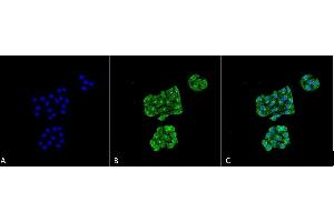 Immunocytochemistry/Immunofluorescence analysis using Mouse Anti-GRP78 Monoclonal Antibody, Clone 6H4-2G7 (ABIN863113). (GRP78 Antikörper)