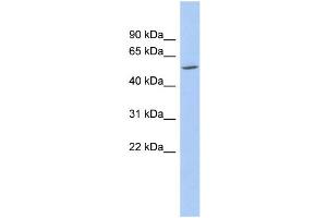 WB Suggested Anti-ZNF230 Antibody Titration:  0. (ZNF230 Antikörper  (N-Term))