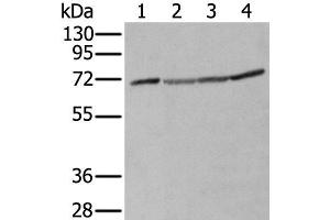 Western blot analysis of A172 Hela Hepg2 and K562 cell lysates using ZUFSP Polyclonal Antibody at dilution of 1:300 (ZUFSP Antikörper)
