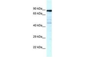 Image no. 1 for anti-Cytoskeleton Associated Protein 2 (CKAP2) (AA 349-398) antibody (ABIN6747548) (CKAP2 Antikörper  (AA 349-398))