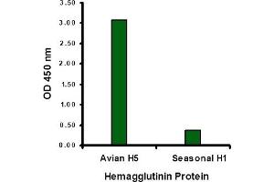 Hemagglutinin antibody at 1 µg/mL specifically recognizes Avian H5N1 influenza virus but not seasonal influenza virus A H1N1 Hemagglutinin protein. (Hemagglutinin Antikörper  (Middle Region))